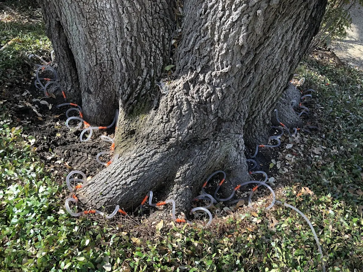Detailed Tree Cabling and Bracing job site in Parsippany