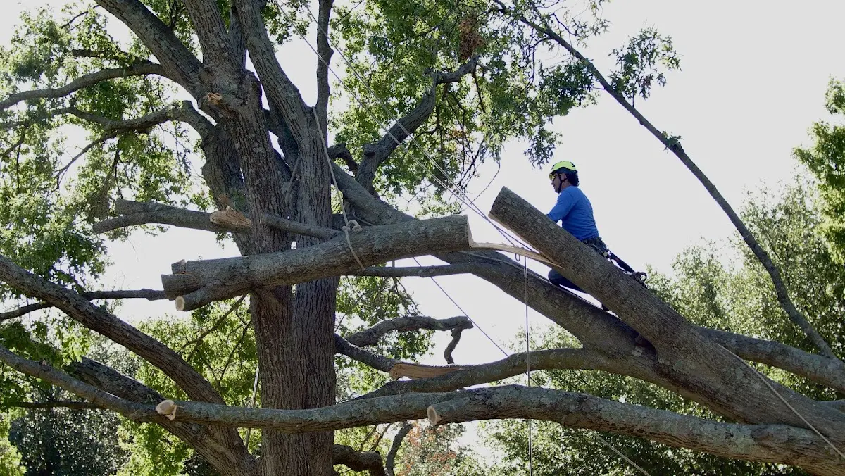 Professional Crown Thinning performed by certified arborists in Parsippany