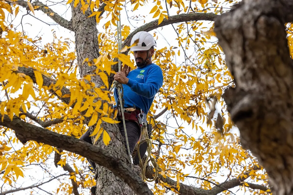 Skilled Tree Planting crew working in Parsippany