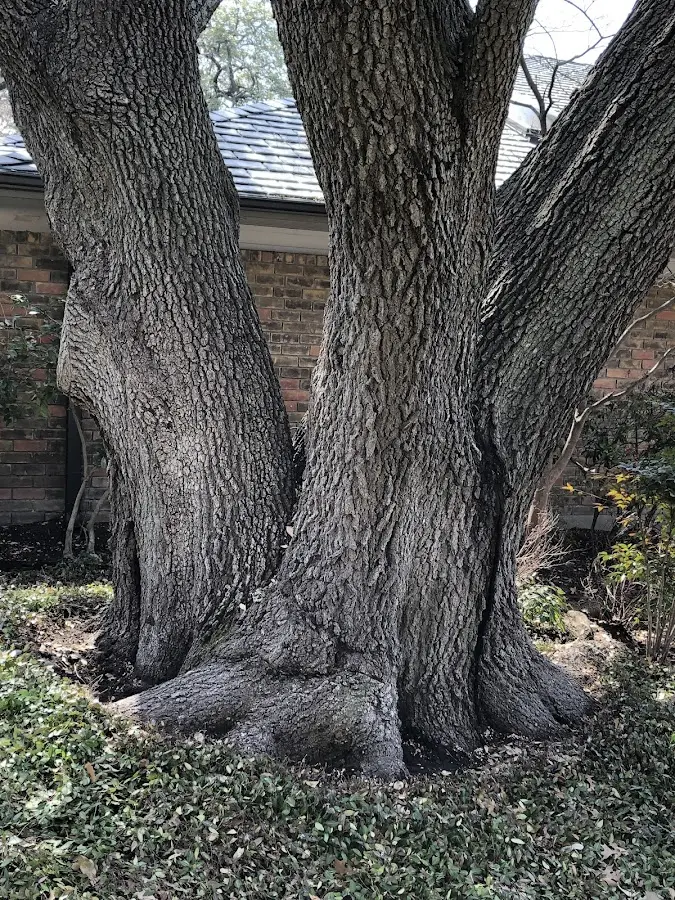 Mature heritage tree close to a Parsippany property cared for by certified arborists